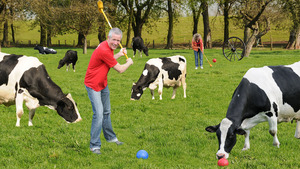 Bauerngolf spielen in einer Kuhwiese am Niederrhein