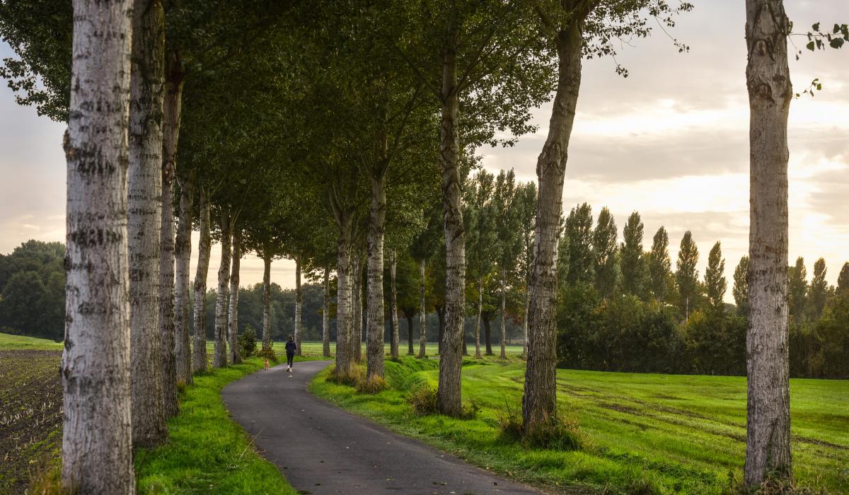 Panorama: Kranenburger Wirtschaftsweg in der Abendsonne (Foto: Markus van Offern/Gemeinde Kranenburg) Panorama: Kranenburger Wirtschaftsweg in der Abendsonne (Foto: Markus van Offern/Gemeinde Kranenburg)