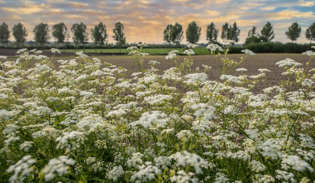 Panorama: Kranenburger Felder am Abend (Foto: Markus van Offern/Gemeinde Kranenburg) Panorama: Kranenburger Felder am Abend (Foto: Markus van Offern/Gemeinde Kranenburg)