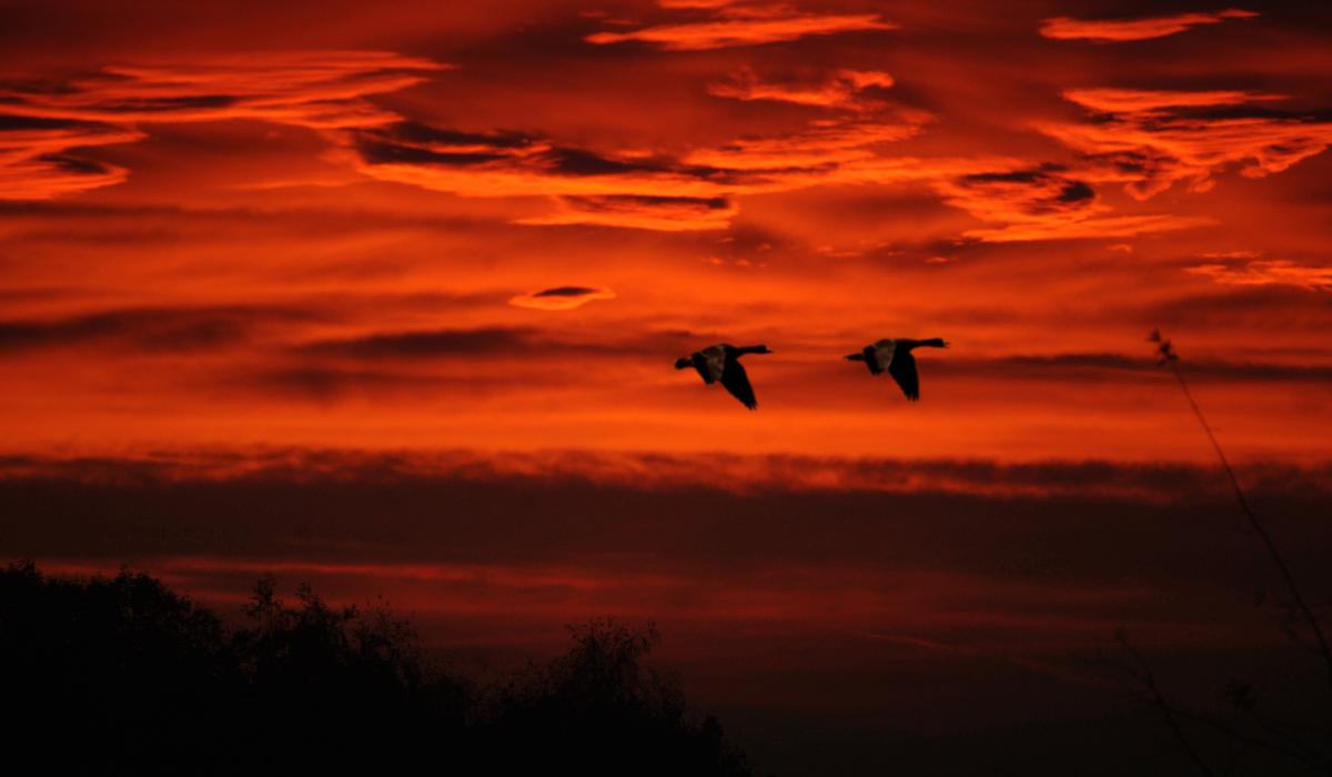 Sonnenuntergang über Kranenurgs Natur (Foto: Markus van Offern/Gemeinde Kranenburg) Sonnenuntergang über Kranenurgs Natur (Foto: Markus van Offern/Gemeinde Kranenburg)
