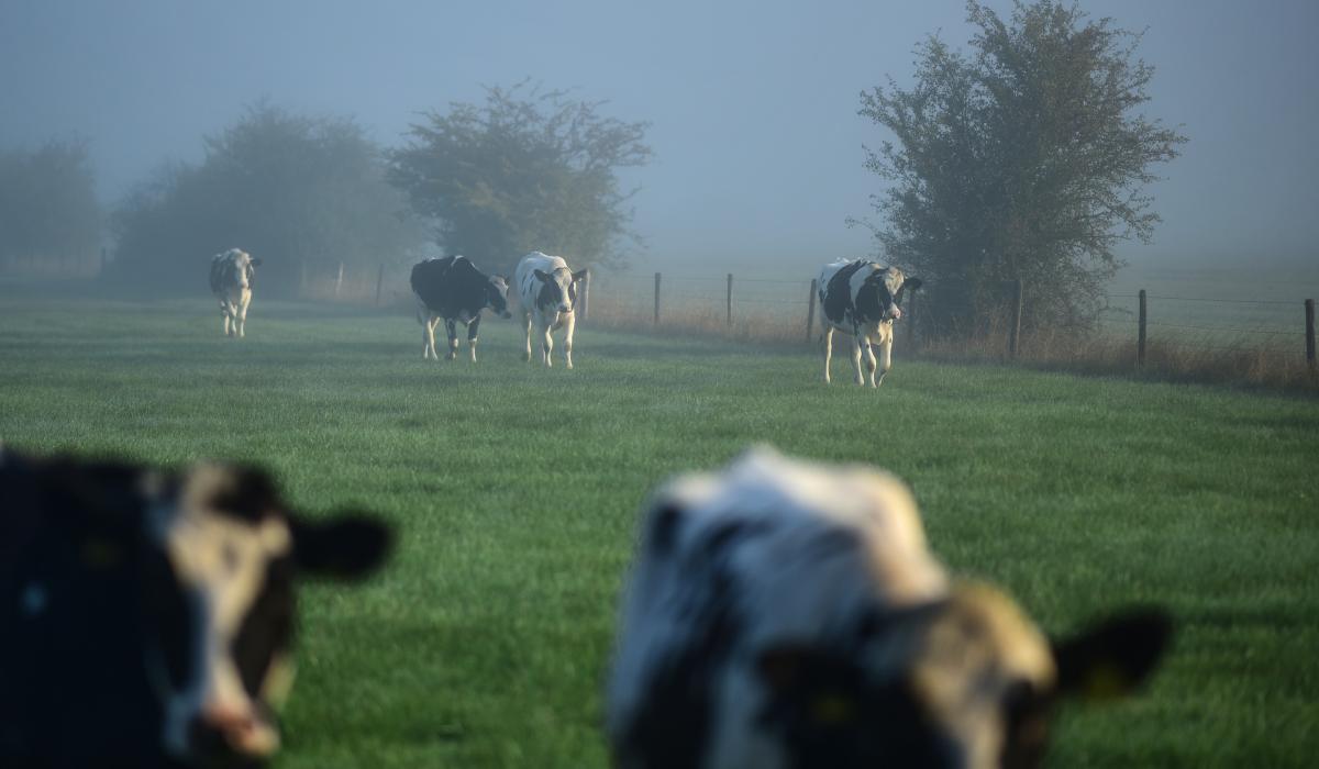 Kranenburger Kuh Weiden (Foto: Markus van Offern/Gemeinde Kranenburg)