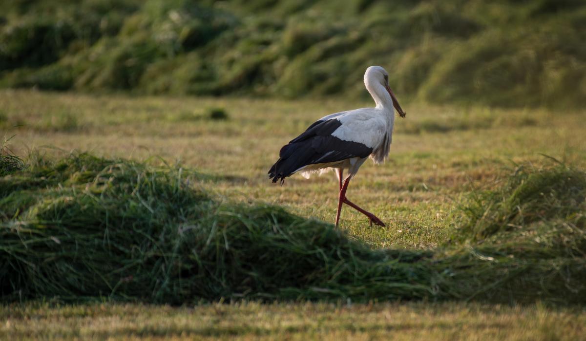 Storch auf einer Kranenburger Weide (Foto: Markus van Offern/Gemeinde Kranenburg) Storch auf einer Kranenburger Weide (Foto: Markus van Offern/Gemeinde Kranenburg)