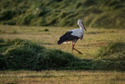 Naturansicht: Ein Storch in Niel (Foto: Markus van Offern/Gemeinde Kranenburg) Naturansicht: Ein Storch in Niel (Foto: Markus van Offern/Gemeinde Kranenburg)